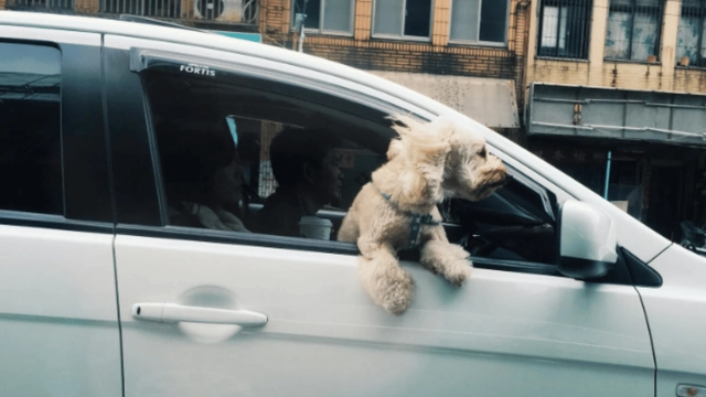 man-alleges-traffic-cops-slapped-him-and-his-pet-dog-internet-comes-together-to-demand-action-viral-video